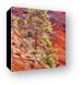 Red rock and backlit tree Canvas Print