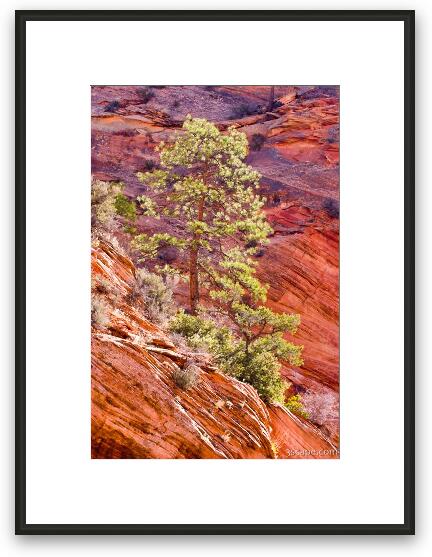 Red rock and backlit tree Framed Fine Art Print