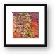 Red rock and backlit tree Framed Print