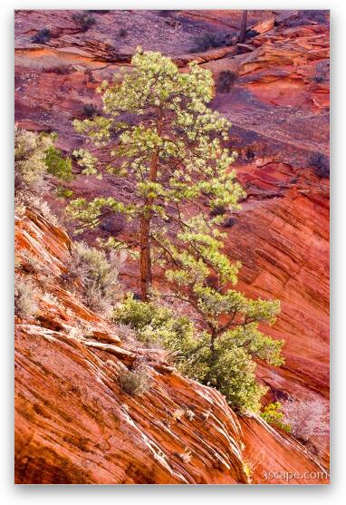 Red rock and backlit tree Fine Art Print