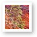 Red rock and backlit tree Art Print