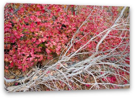 Red maple leaves Fine Art Canvas Print