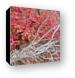 Red maple leaves Canvas Print