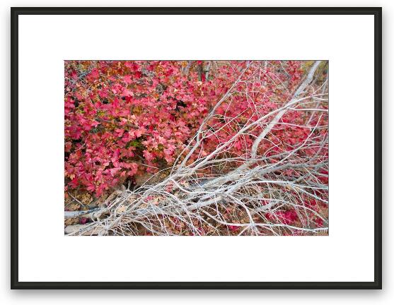 Red maple leaves Framed Fine Art Print