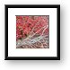 Red maple leaves Framed Print