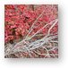 Red maple leaves Metal Print