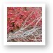 Red maple leaves Art Print