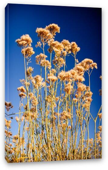 Yellow and Blue Fine Art Canvas Print