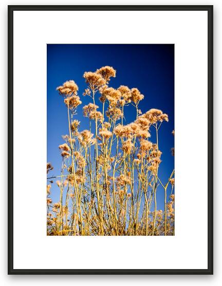 Yellow and Blue Framed Fine Art Print
