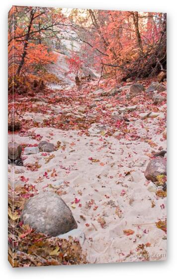 Sandy wash and red leaves Fine Art Canvas Print