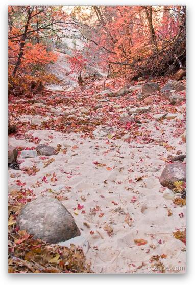 Sandy wash and red leaves Fine Art Print
