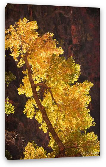 Backlit tree Fine Art Canvas Print