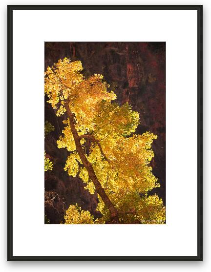 Backlit tree Framed Fine Art Print