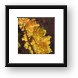 Backlit tree Framed Print