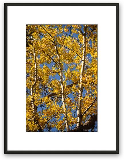 Aspen in the fall Framed Fine Art Print