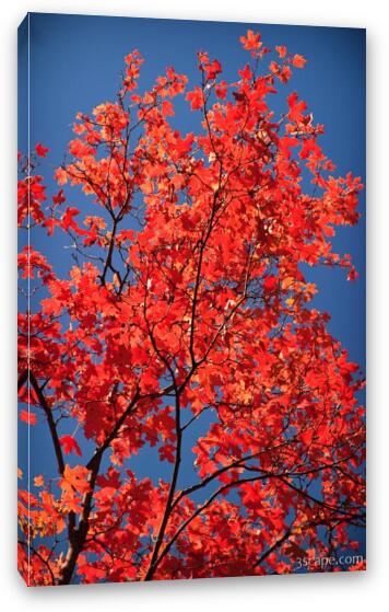 Maple in the fall Fine Art Canvas Print