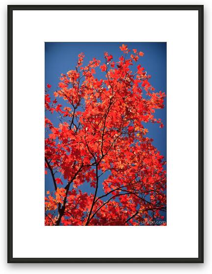 Maple in the fall Framed Fine Art Print