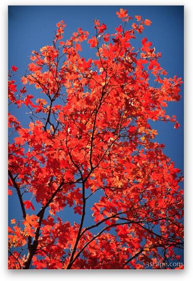 Maple in the fall Fine Art Metal Print