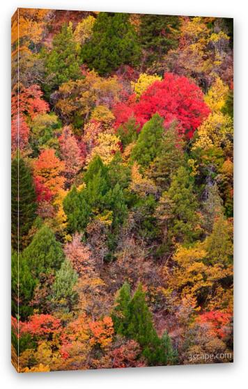 Zion's fall colors Fine Art Canvas Print