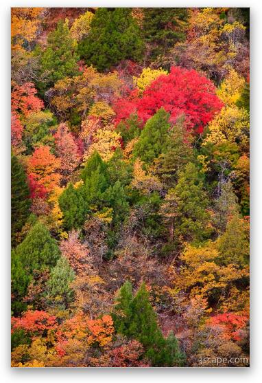 Zion's fall colors Fine Art Print