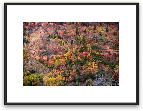 Zion's fall colors Framed Fine Art Print