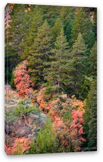Zion's fall colors Fine Art Canvas Print