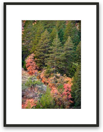 Zion's fall colors Framed Fine Art Print