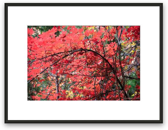 Maple in the fall Framed Fine Art Print