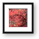 Maple in the fall Framed Print
