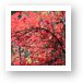 Maple in the fall Art Print