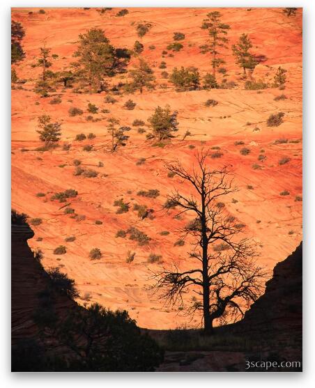 Tree silhouette Fine Art Metal Print