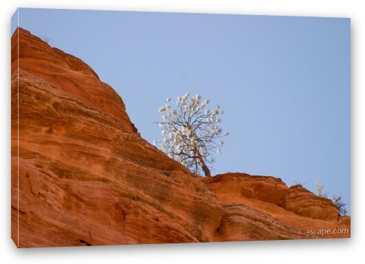 Another lone tree perched on a cliff Fine Art Canvas Print
