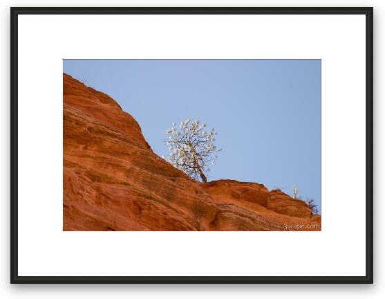 Another lone tree perched on a cliff Framed Fine Art Print
