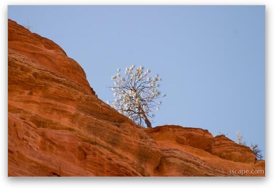 Another lone tree perched on a cliff Fine Art Metal Print