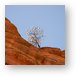 Another lone tree perched on a cliff Metal Print