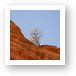 Another lone tree perched on a cliff Art Print