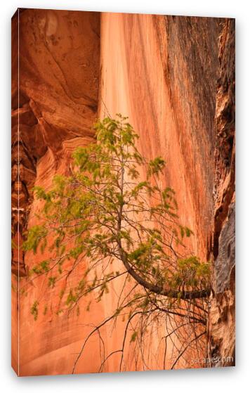 Tree growing out of rock face Fine Art Canvas Print