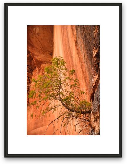 Tree growing out of rock face Framed Fine Art Print