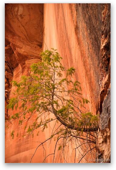 Tree growing out of rock face Fine Art Metal Print