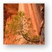 Tree growing out of rock face Metal Print