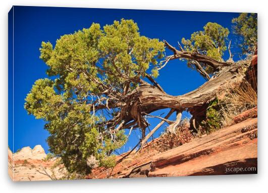 Juniper Tree Fine Art Canvas Print