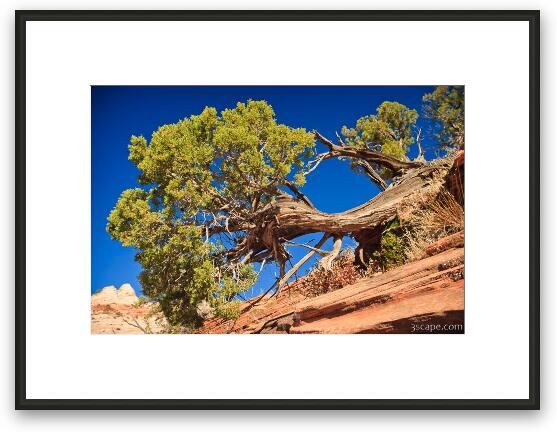 Juniper Tree Framed Fine Art Print