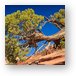 Juniper Tree Metal Print