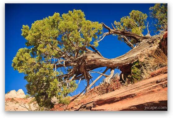 Juniper Tree Fine Art Print