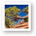 Juniper Tree Art Print