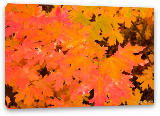 Colorful maple leaves Fine Art Canvas Print