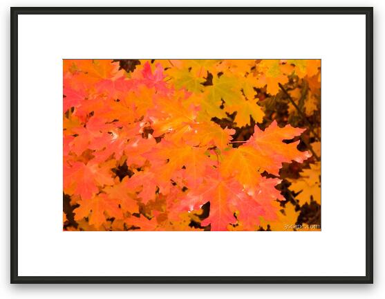 Colorful maple leaves Framed Fine Art Print