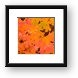 Colorful maple leaves Framed Print