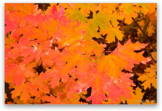 Colorful maple leaves Fine Art Metal Print