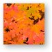 Colorful maple leaves Metal Print